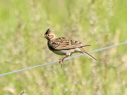 Image of Skylark