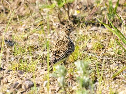 Image of Skylark