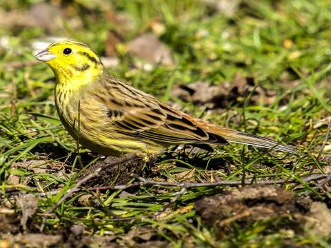 Image of Yellowhammer