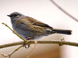 Image of Dunnock