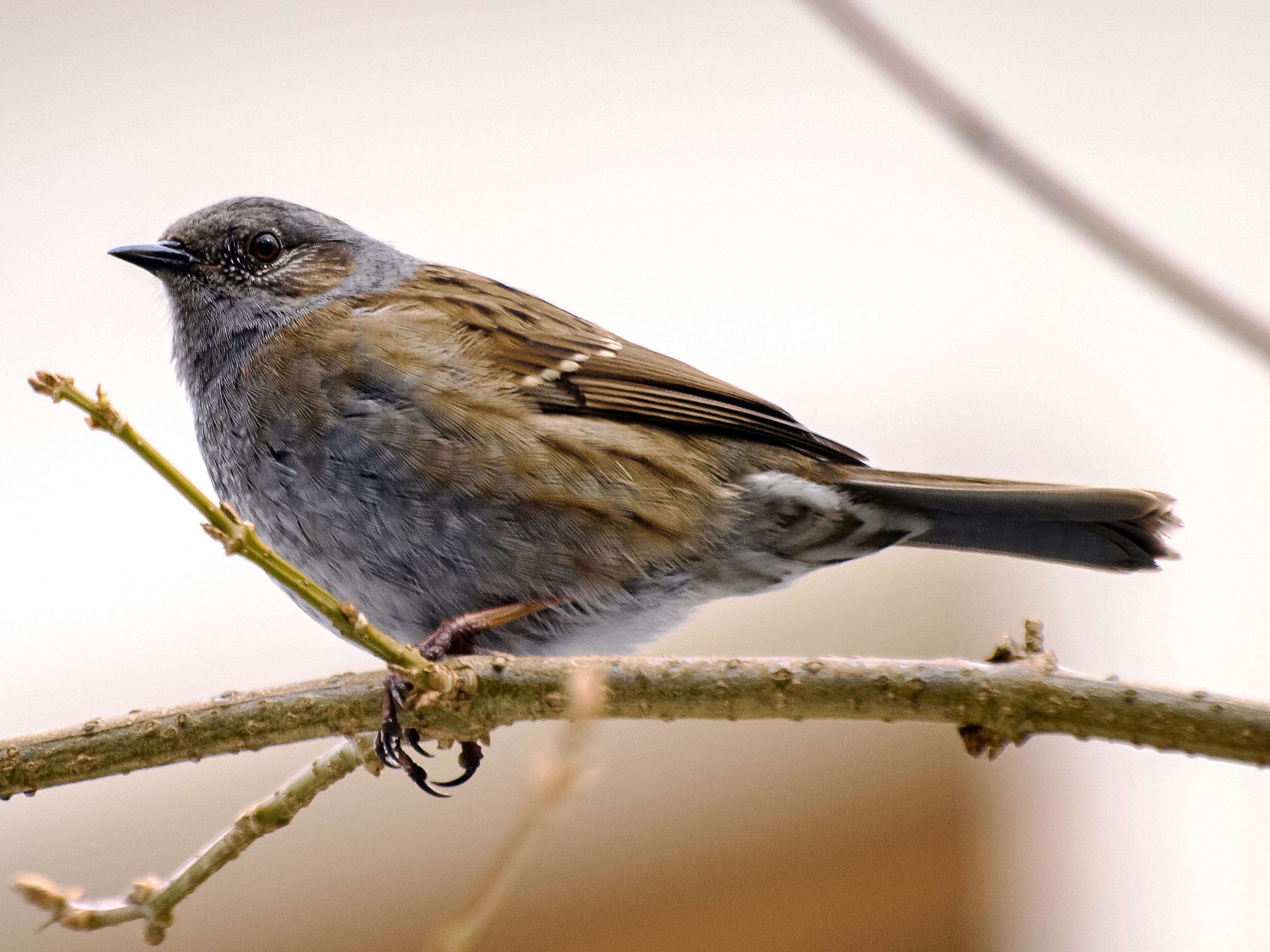 Image of Dunnock