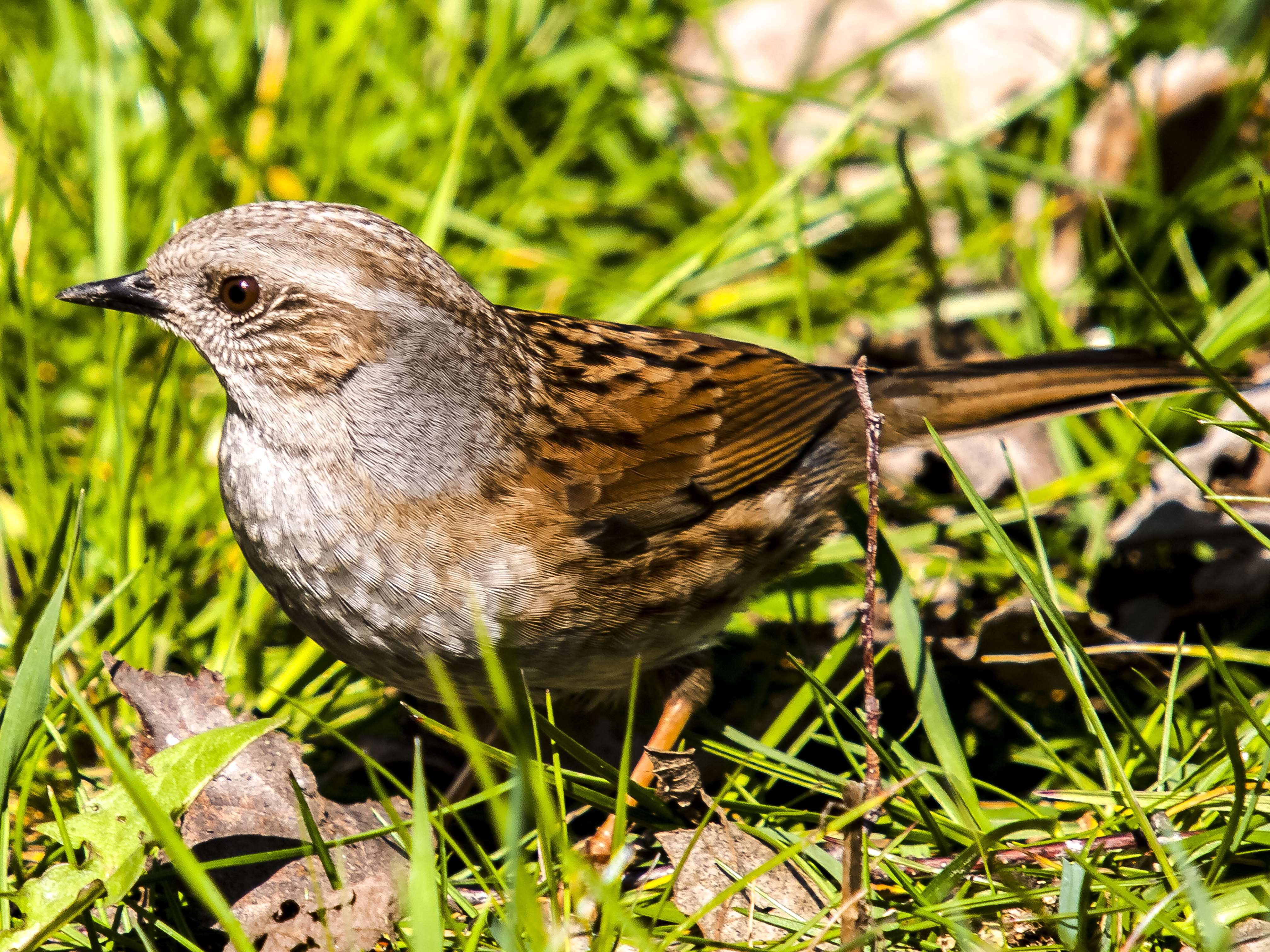 Image of Dunnock