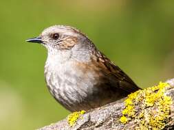 Image of Dunnock