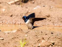 Image of Hirundo Linnaeus 1758