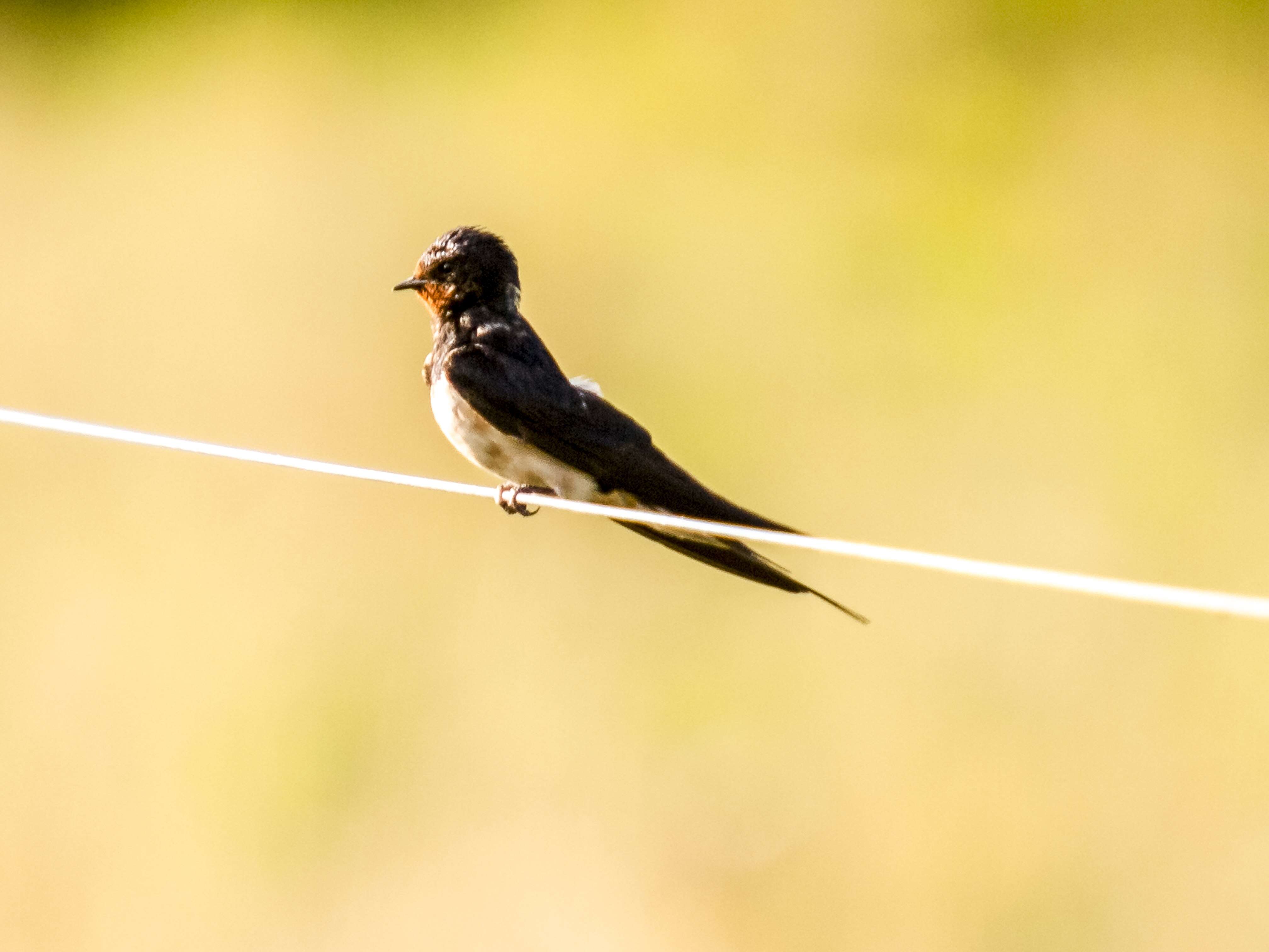 Image of Hirundo Linnaeus 1758