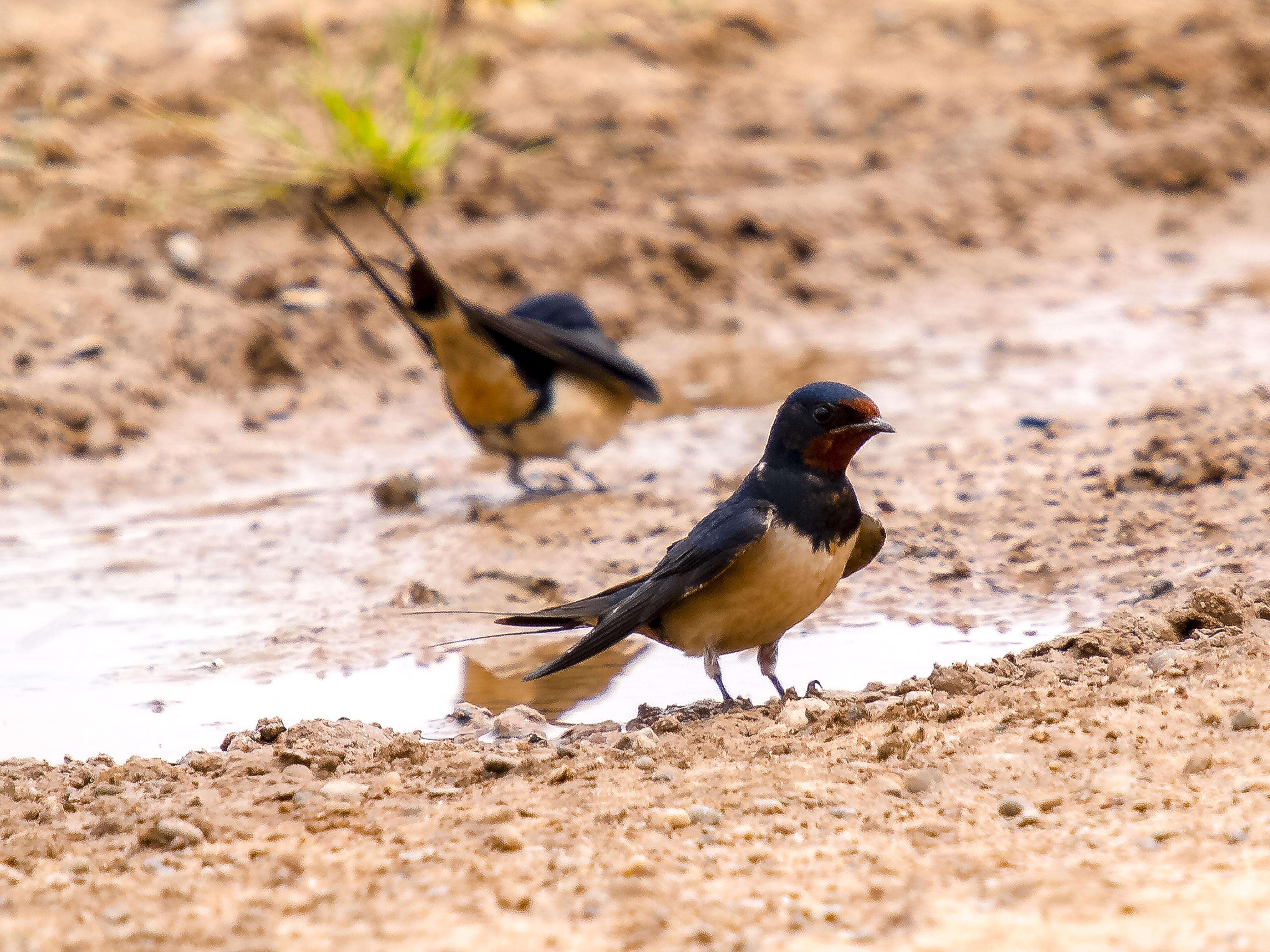 Image of Hirundo Linnaeus 1758