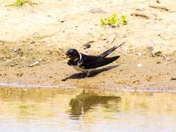 Image of Hirundo Linnaeus 1758