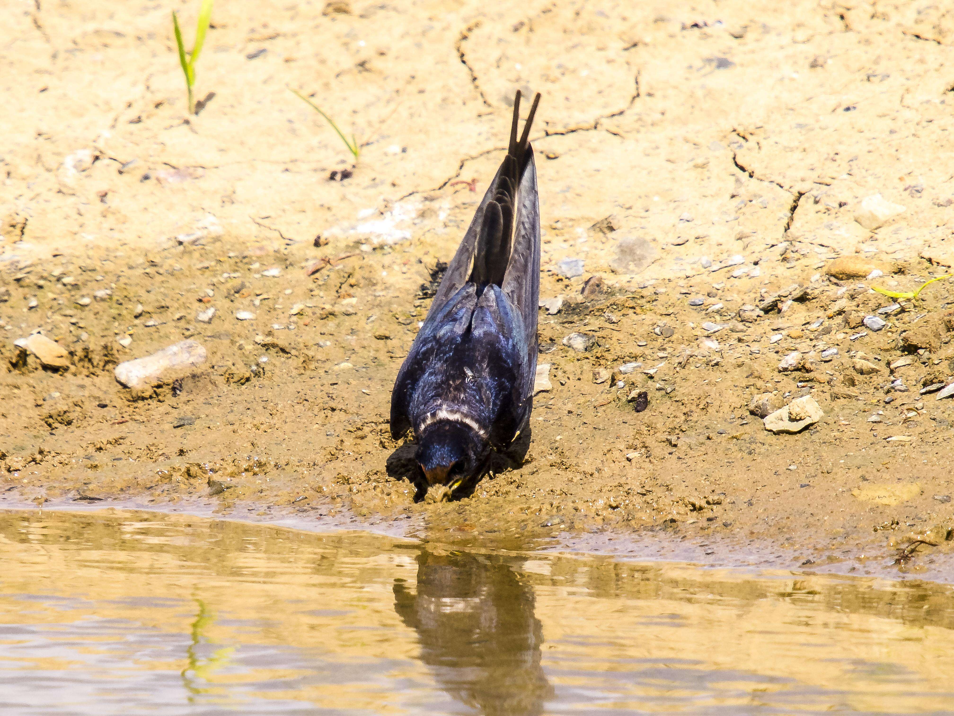 Image of Hirundo Linnaeus 1758