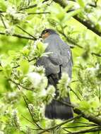 Image of Eurasian Sparrowhawk