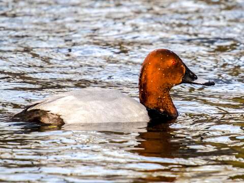 Image of pochard, common pochard