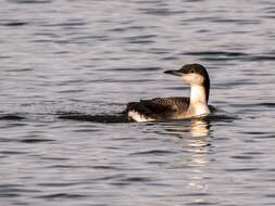 Image of Arctic Loon