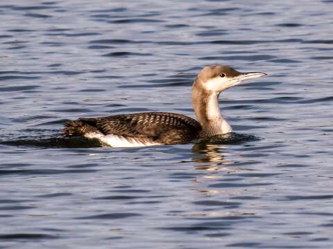 Image of Arctic Loon