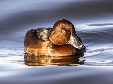 Image of Ferruginous Duck