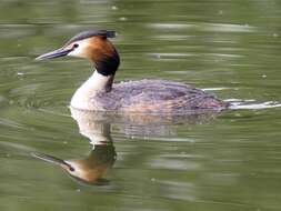 Image of Podiceps Latham 1787