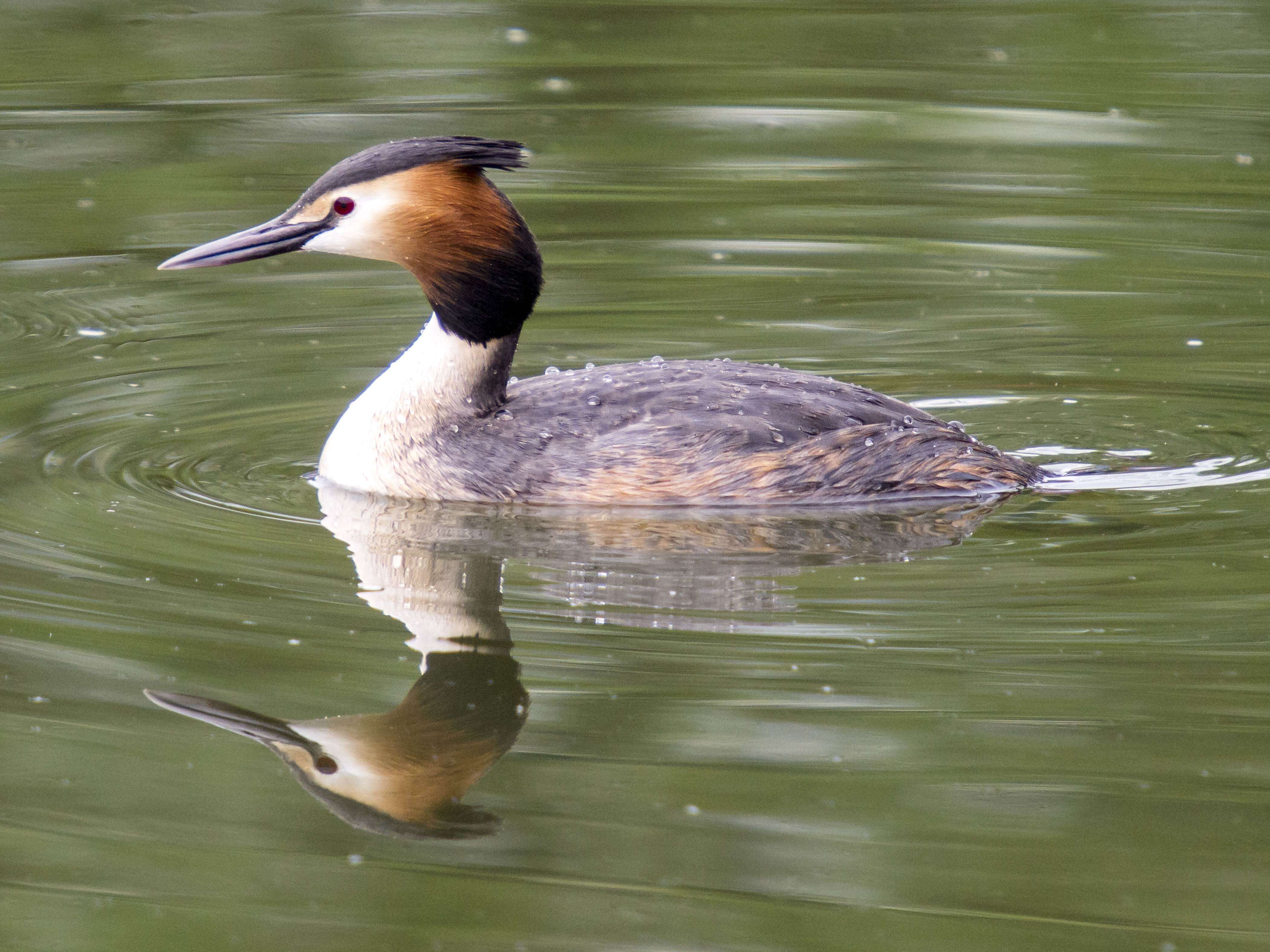 Image of Podiceps Latham 1787