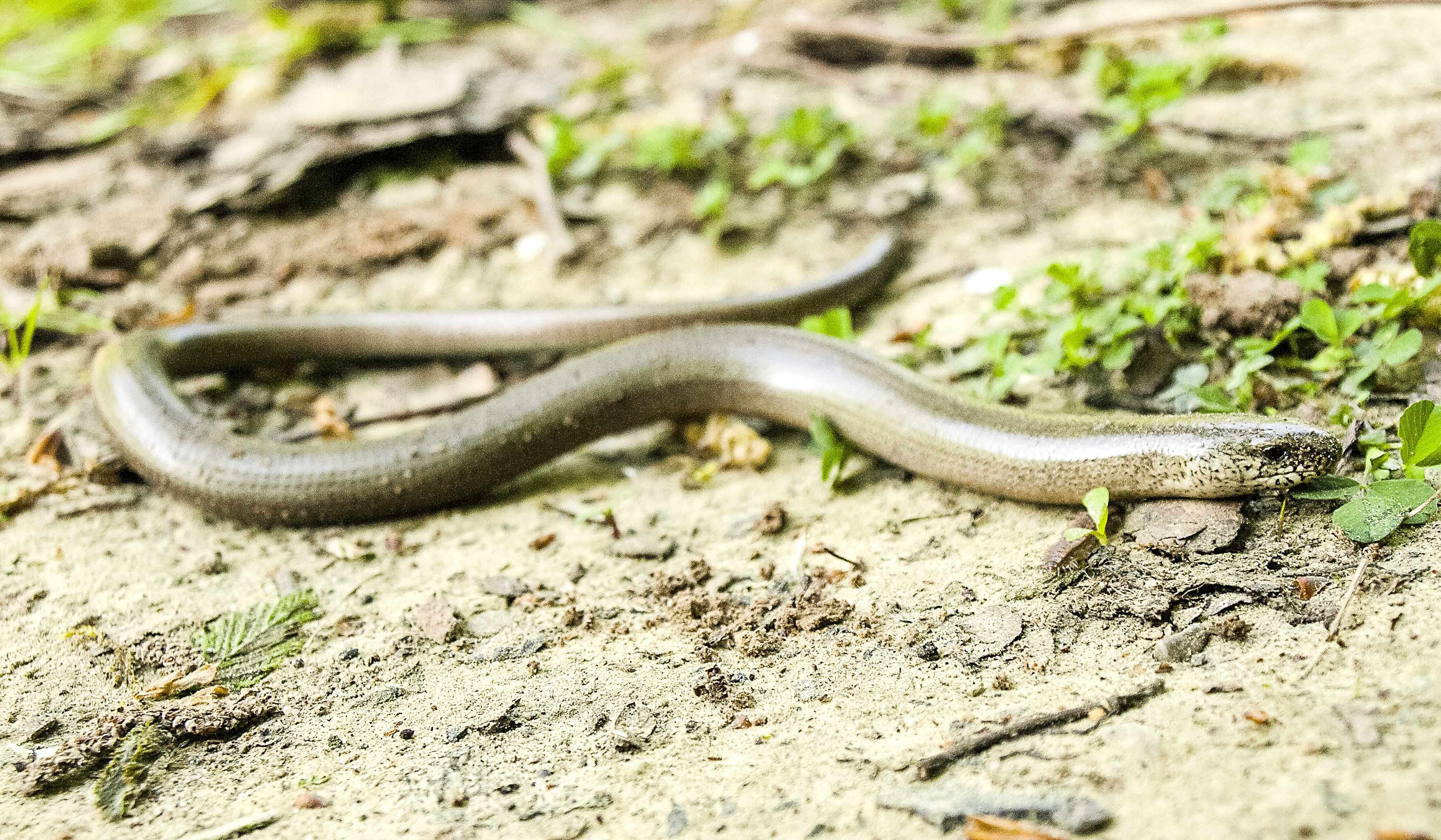 Image of Slow worm