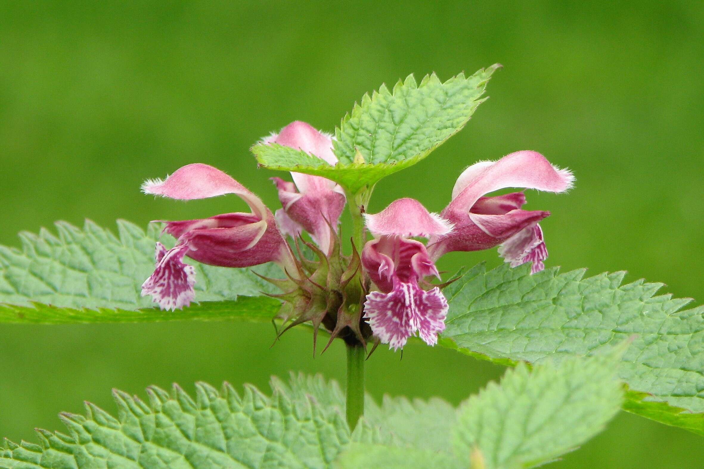 Image of Lamium orvala L.