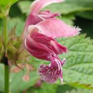 Image of Lamium orvala L.