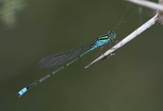 Image of Catshead Sprite