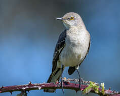 Image of Northern Mockingbird