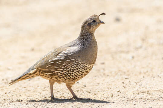 Image of Callipepla Wagler 1832