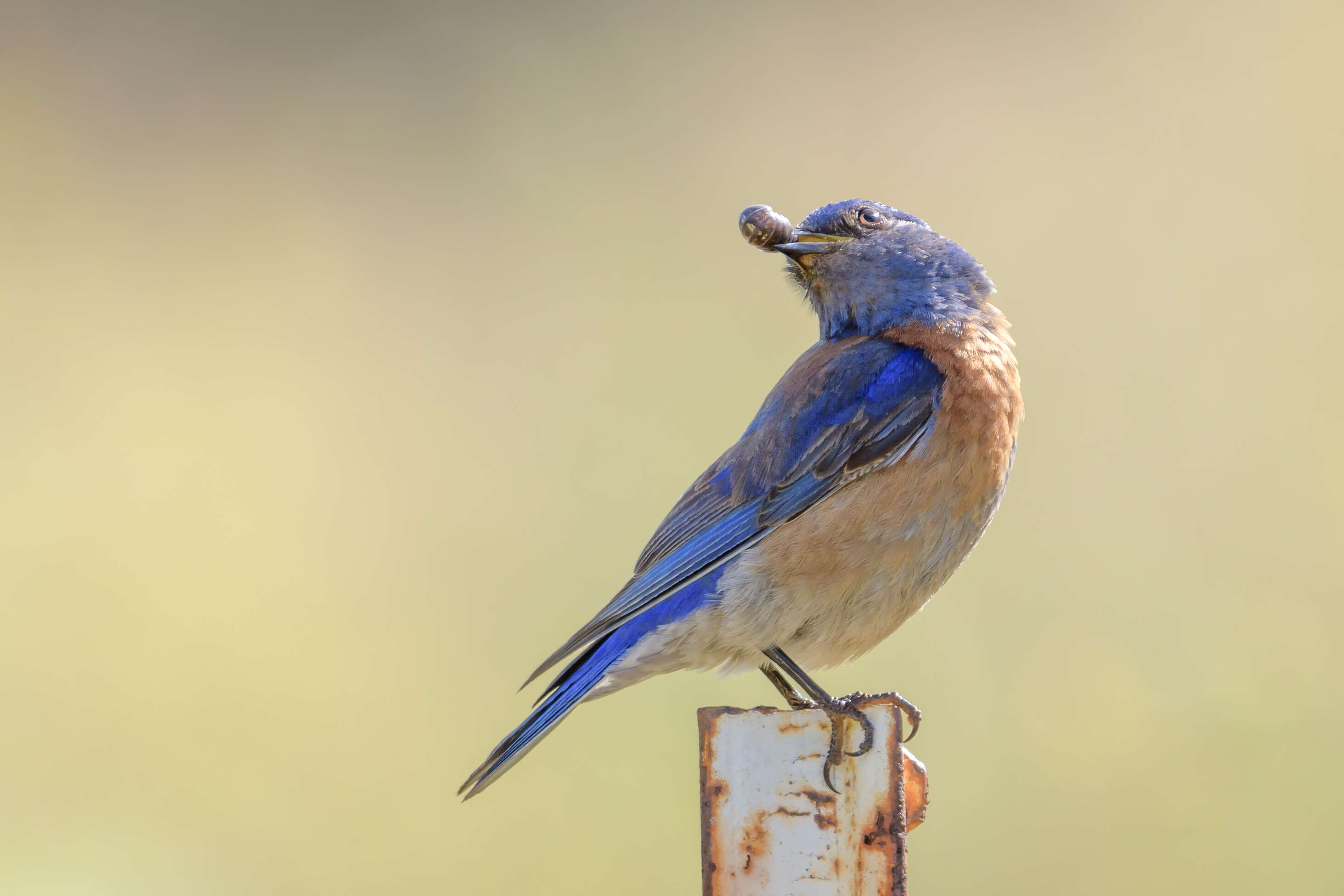 Image of Western Bluebird