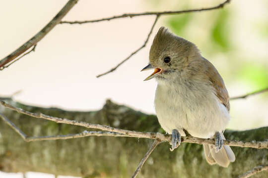 Image of Oak Titmouse