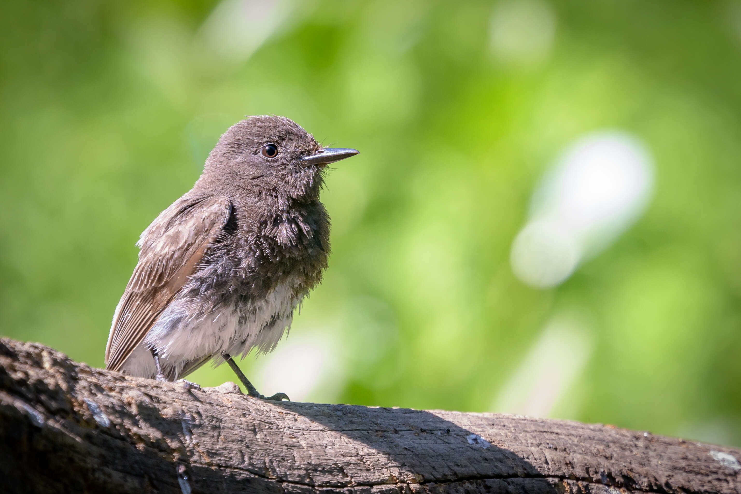 Image of Black Phoebe