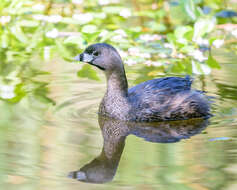 Image of Pied-billed Grebe