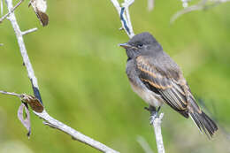 Imagem de Sayornis nigricans (Swainson 1827)