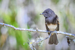 Imagem de Sayornis nigricans (Swainson 1827)