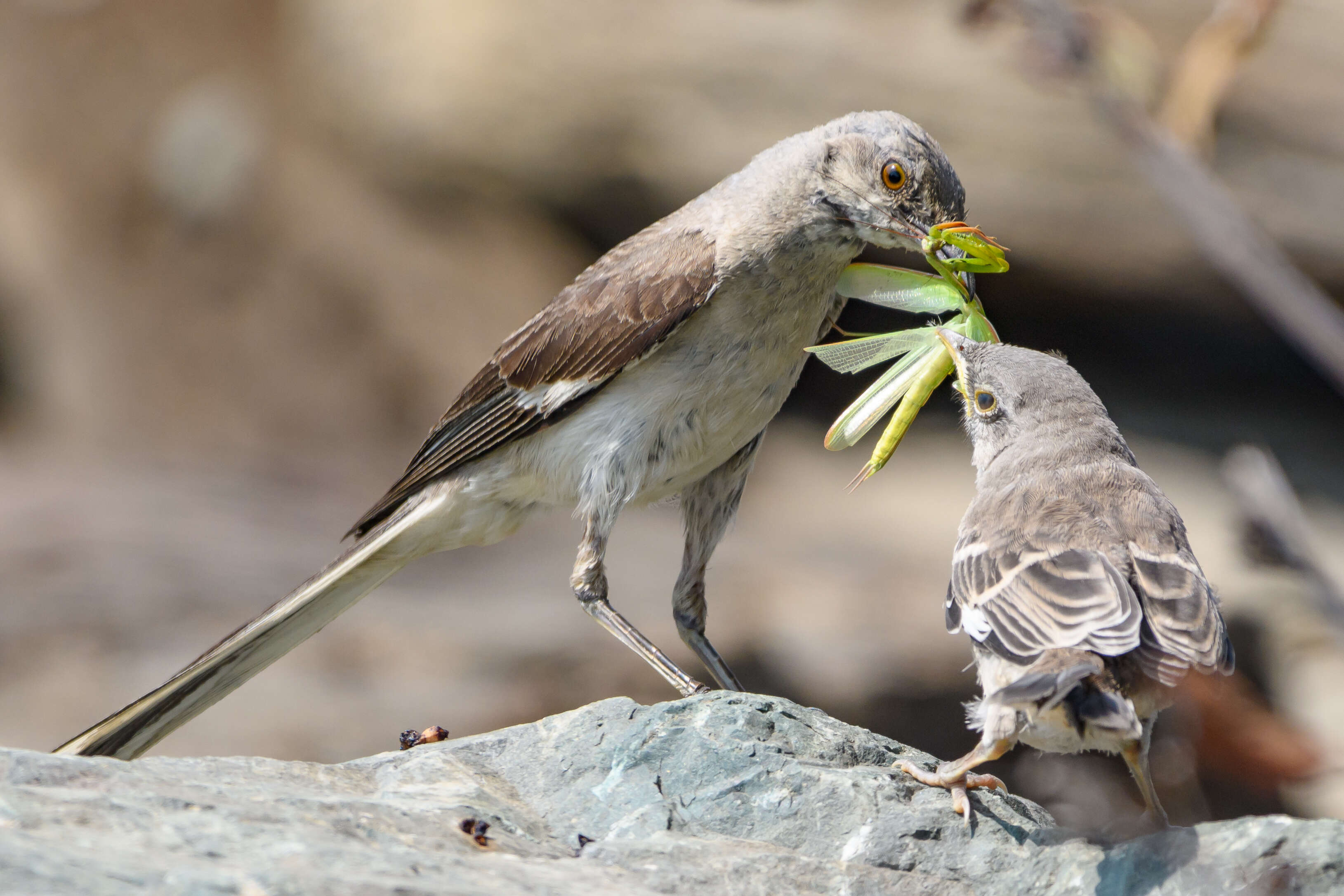 Image of Northern Mockingbird