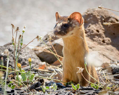 Image of Long-tailed Weasel