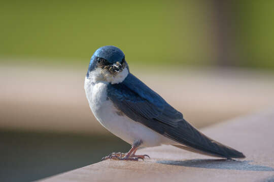 Image of Tachycineta Swallows