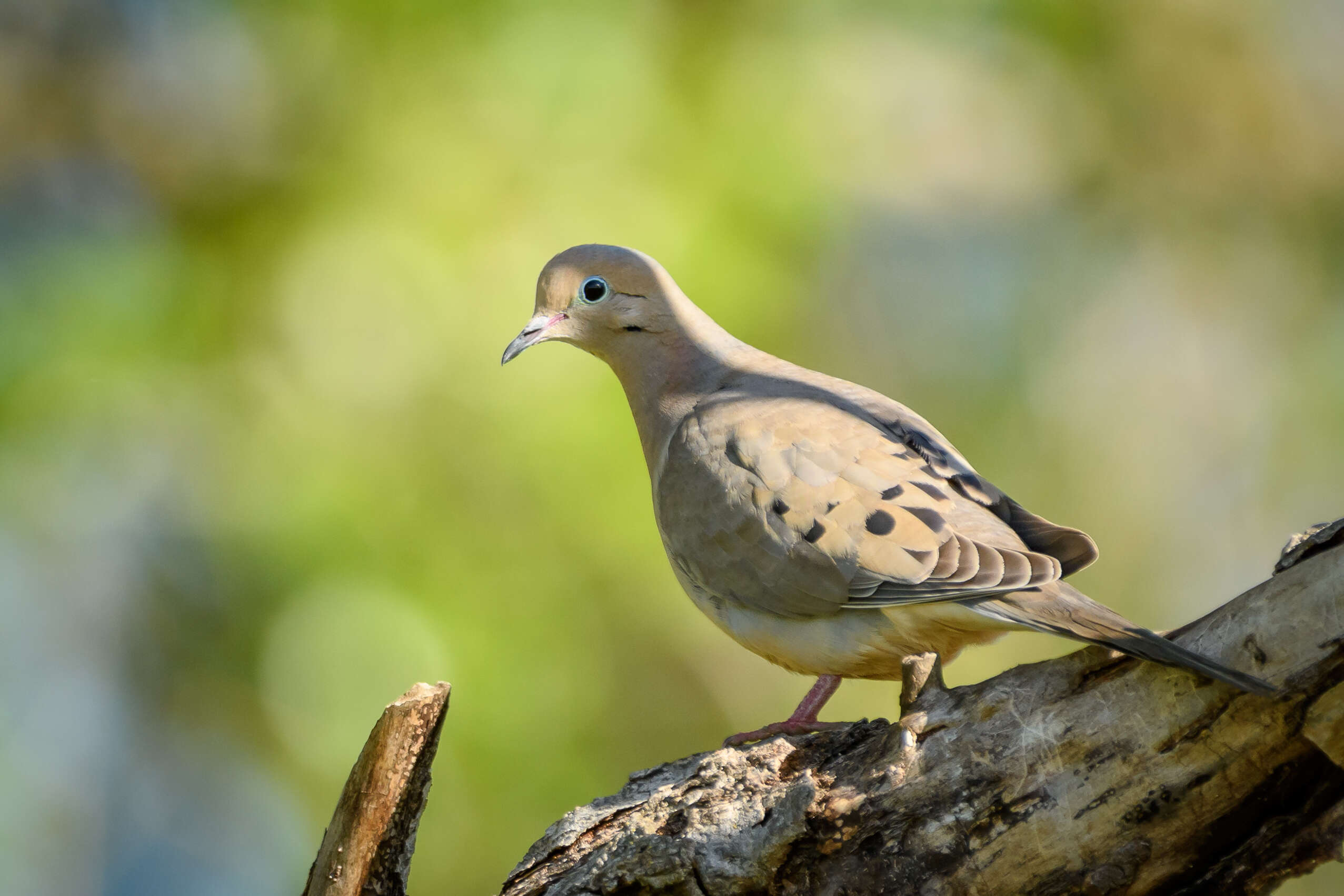 Image of American Mourning Dove