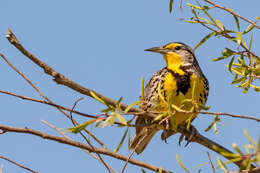 Image of Western Meadowlark