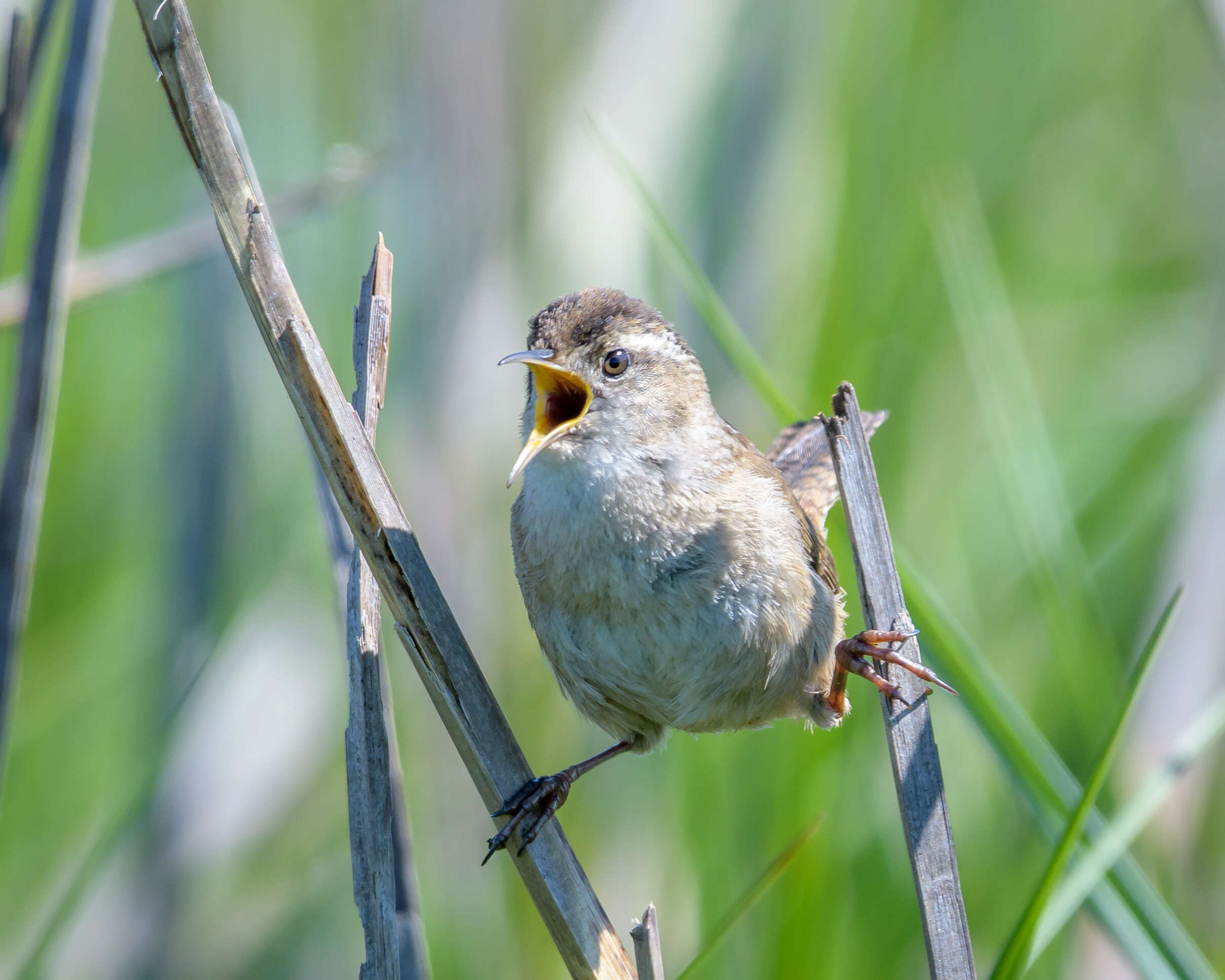 Image of Marsh Wren