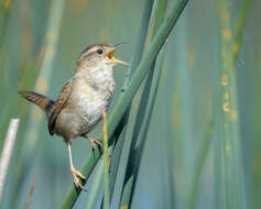 Image of Marsh Wren