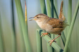 Image of Marsh Wren