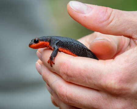 Image of Redbelly Newt