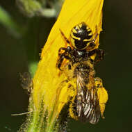 صورة Synema globosum (Fabricius 1775)