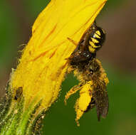 صورة Synema globosum (Fabricius 1775)