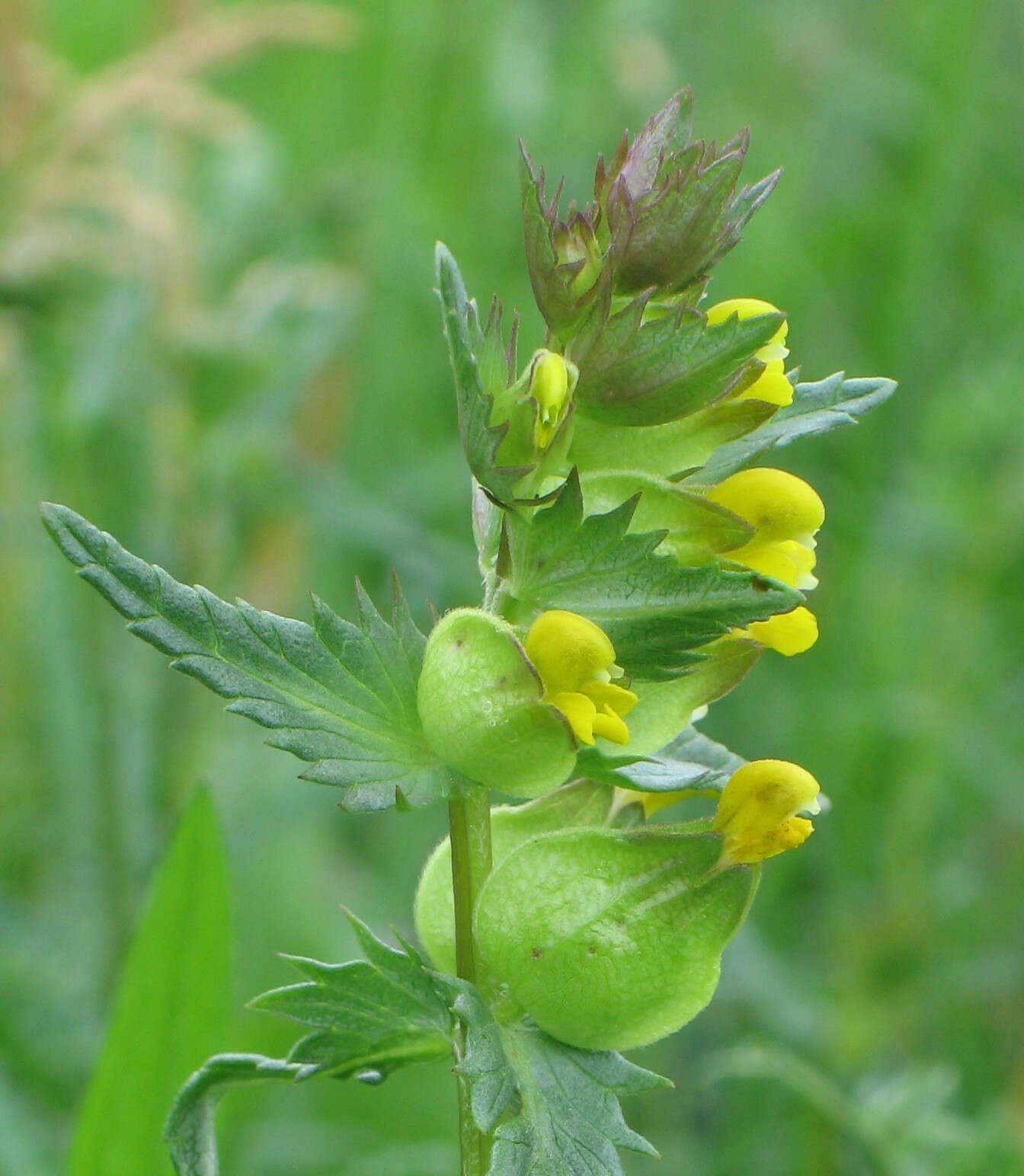 Image of Yellow rattle