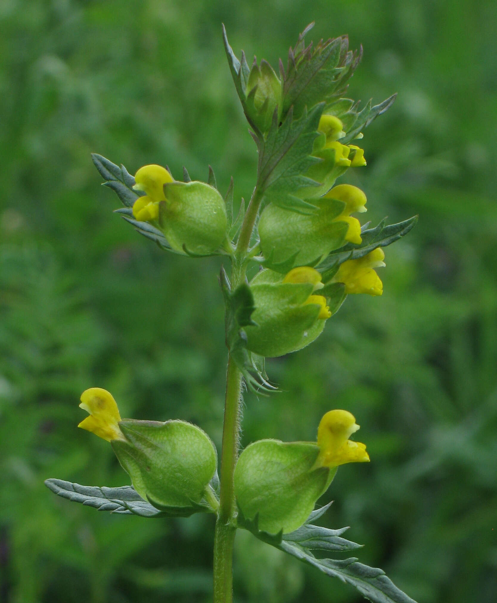 Image of Yellow rattle