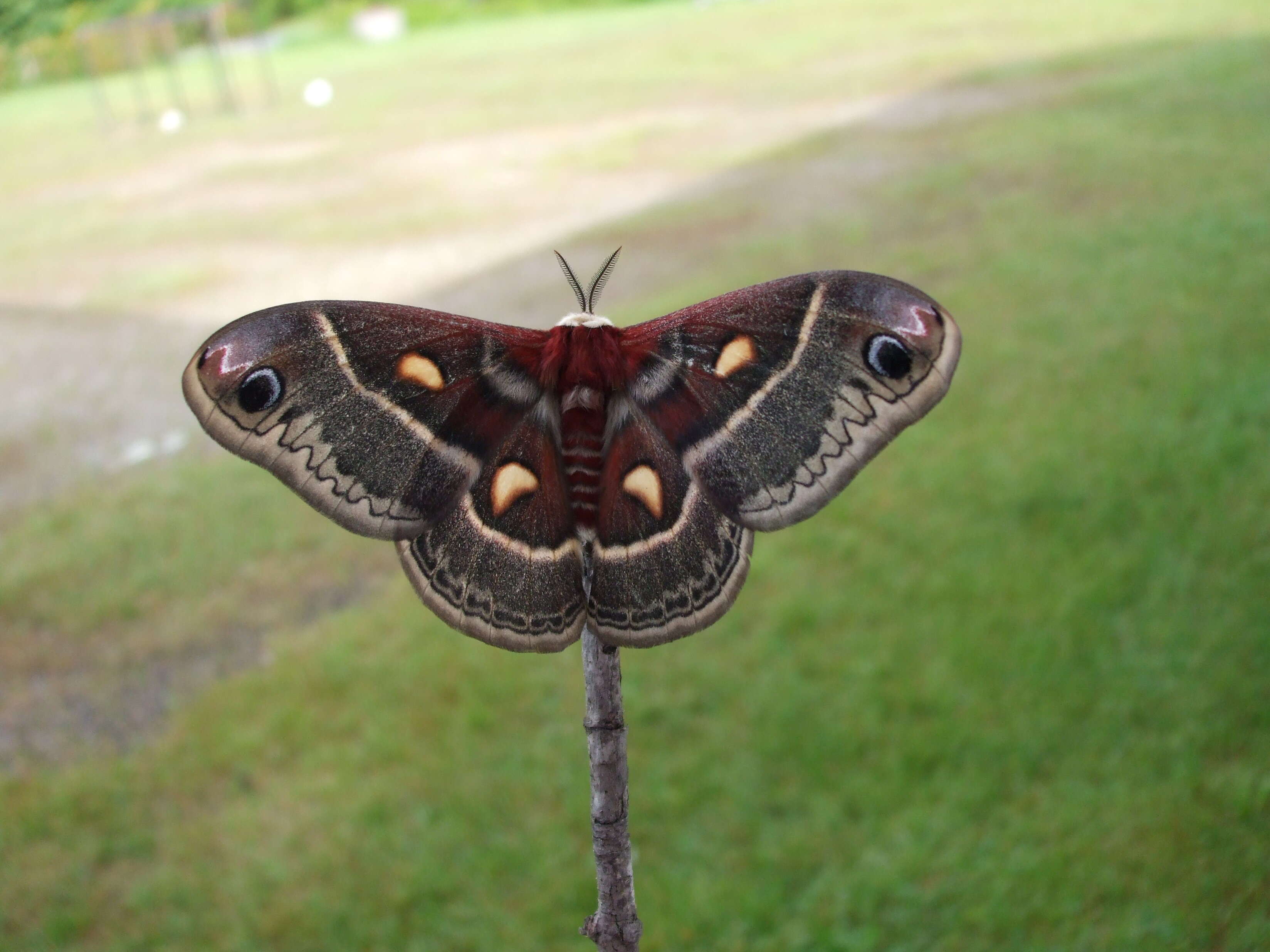 Image of Columbia Silkmoth