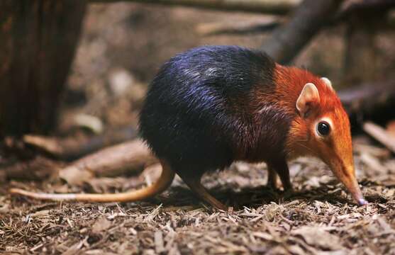 Image of Black and Rufous Elephant Shrew