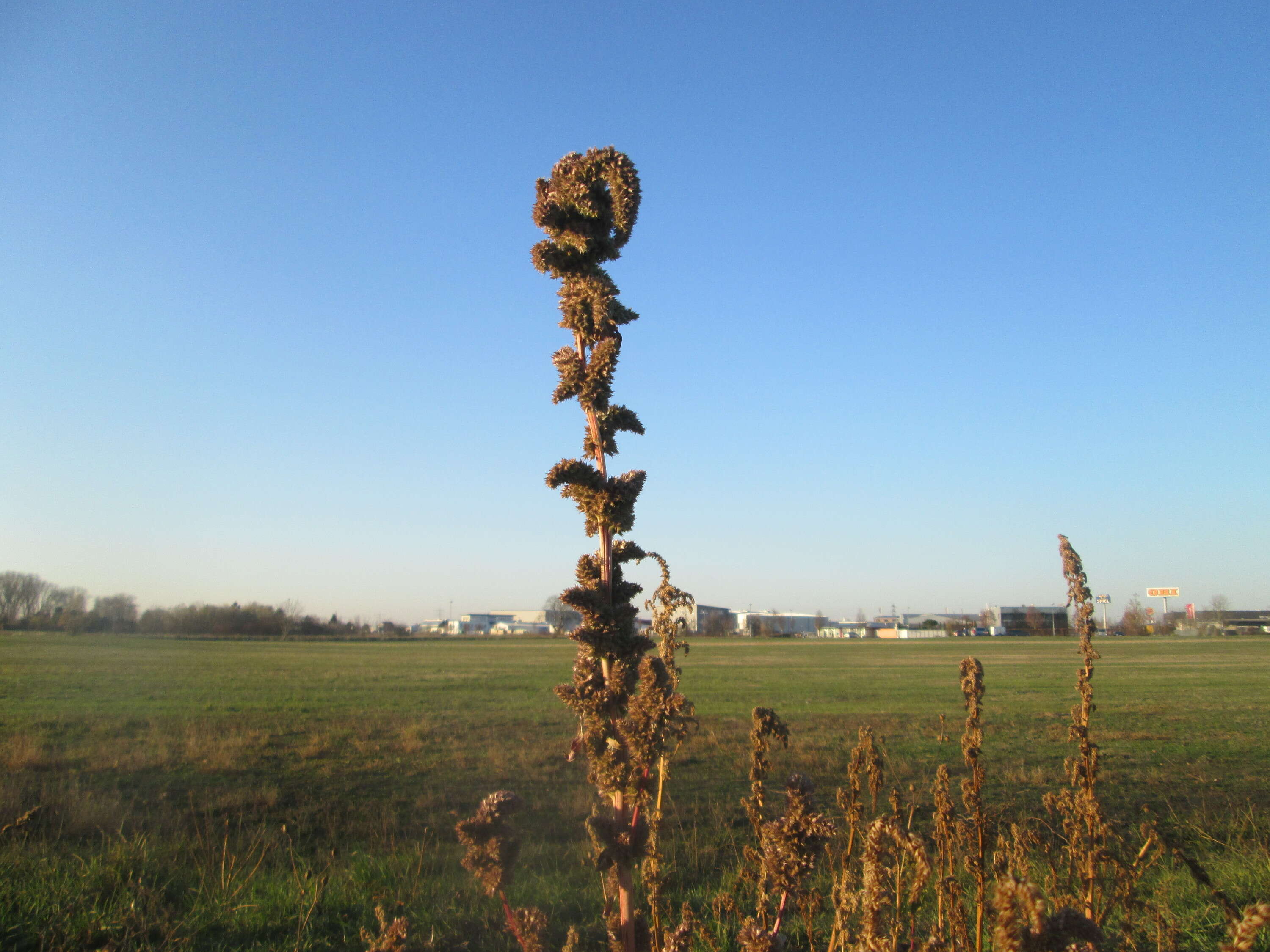 Image of redroot amaranth