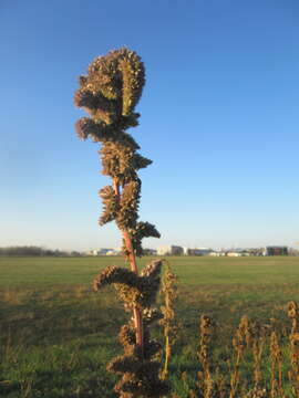 Image of redroot amaranth