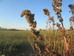 Image of redroot amaranth