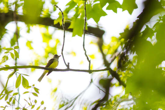 Image of Great Crested Flycatcher